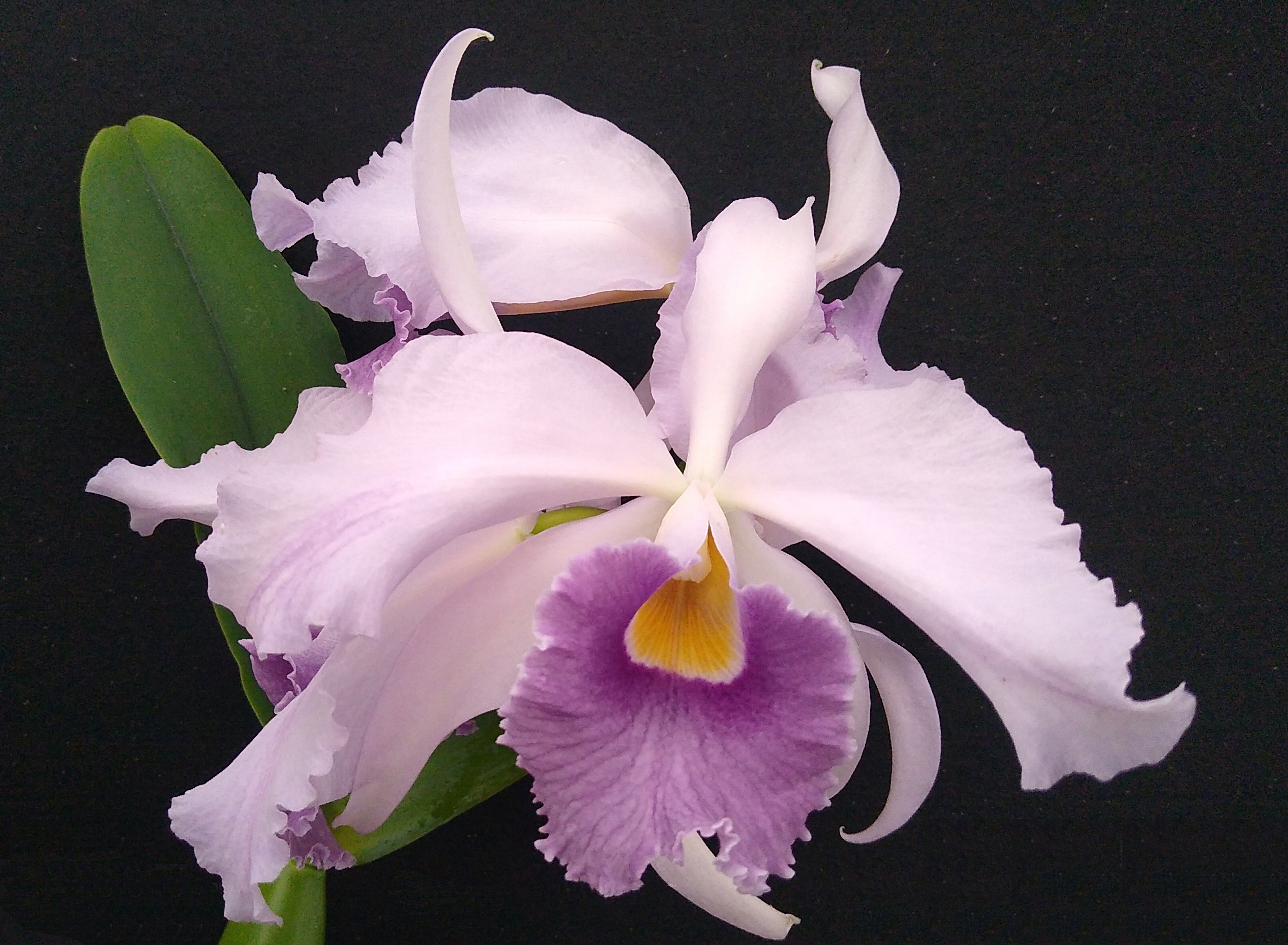 picture of this month's orchid